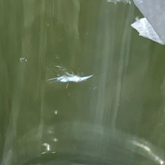 Kirin Ichiban On Tap Japanese Lager Style Beer Japan Logo Pint Glass - Picture 2 of 4